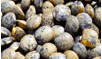 French Lentils French Lentils