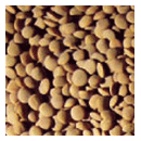 Red Lentils