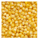 Yellow Millet